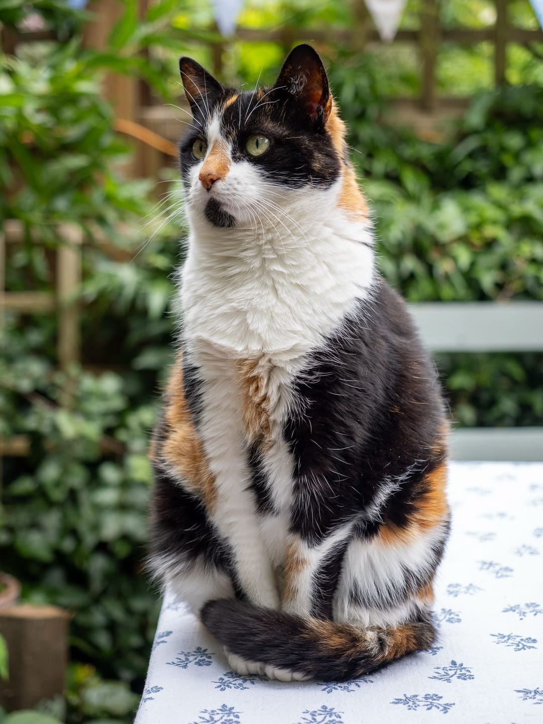 Customer photo review of Norwegian Salmon Oil For Dogs & Cats