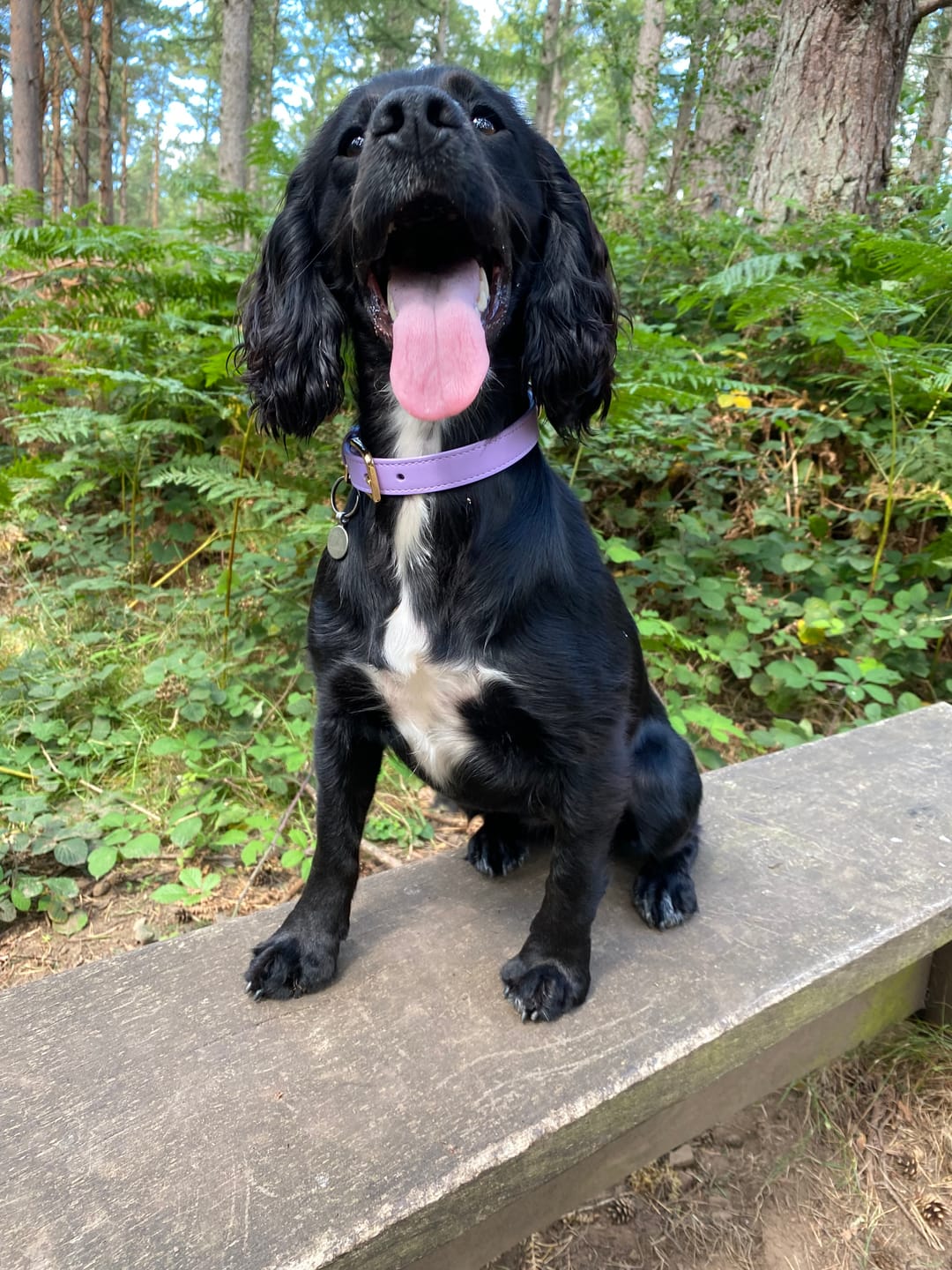 Customer photo review of Lavender Dog Collar