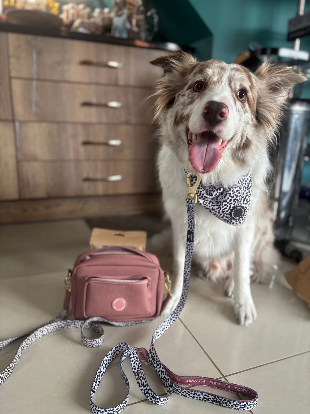 Customer photo review of Luxe Collection | Dog Collar | Berry Dalmatian