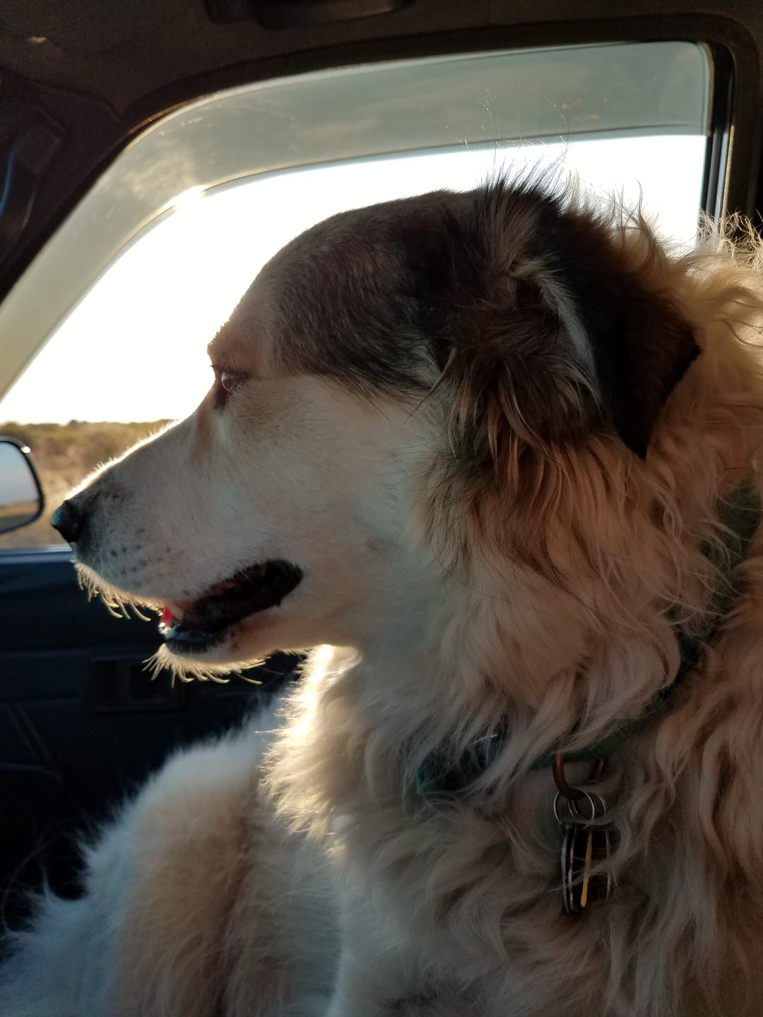 Customer photo review of Lolahemp Hip & Joint Chews (B)