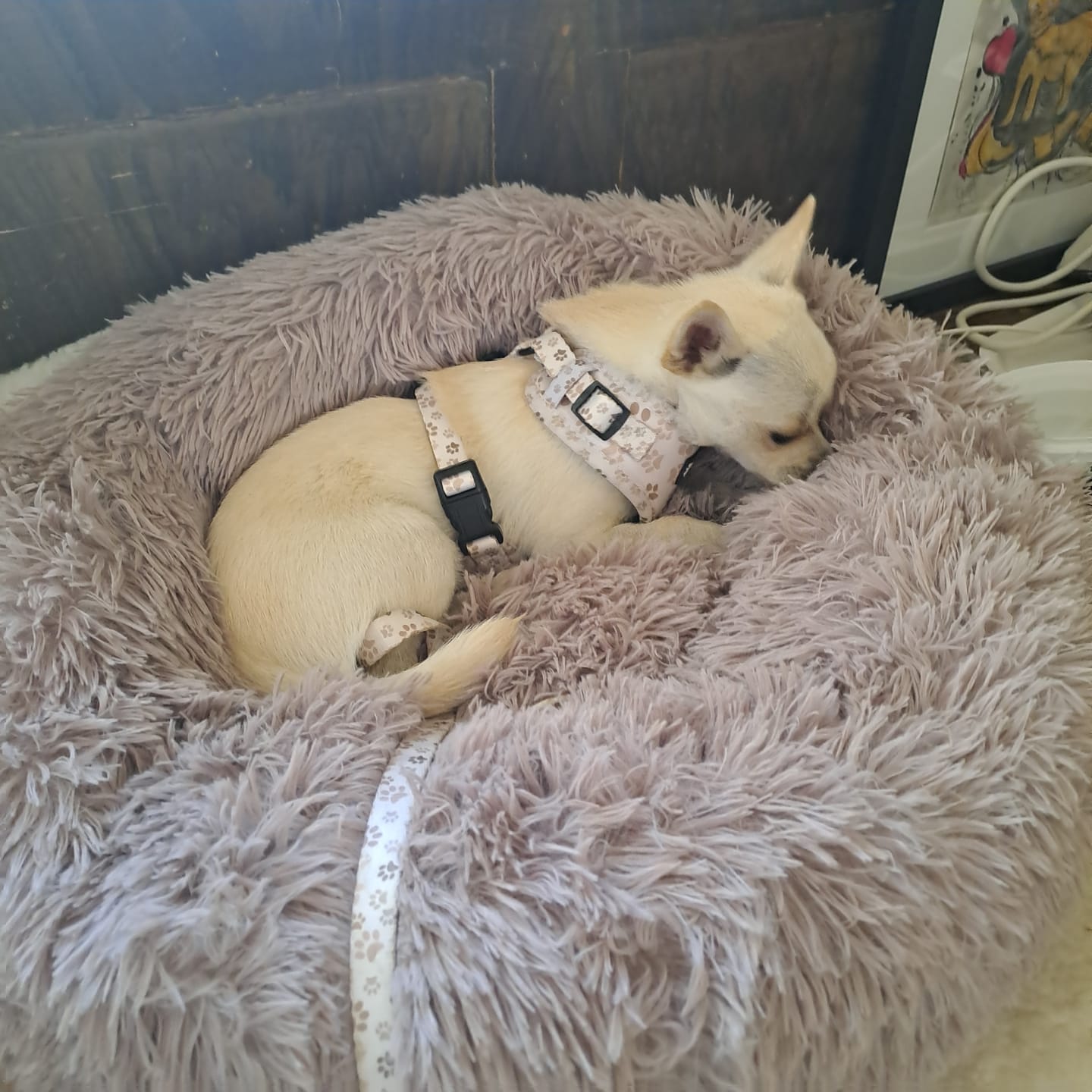 Customer photo review of Sele - Paws in Love
