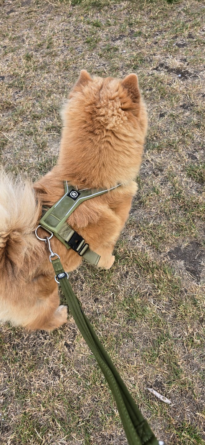 Customer photo review of Slip on Harness | Foam Padded - Khaki