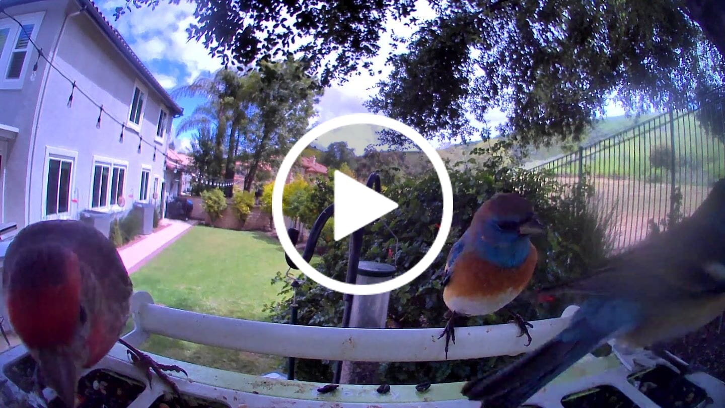 Customer video review of Birdfy Feeder Metal - Smart Metal Feeder with Camera