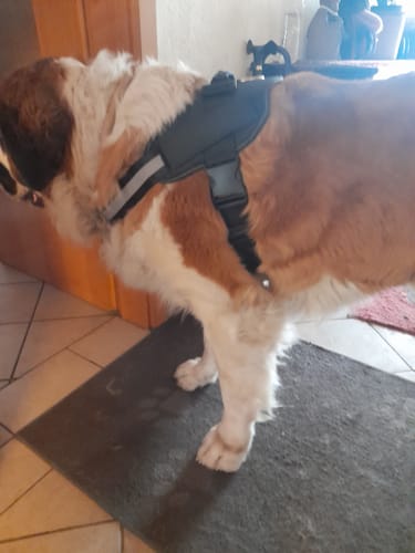 Customer photo review of Puppery™ Personalisiertes Anti-Zug Hundegeschirr
