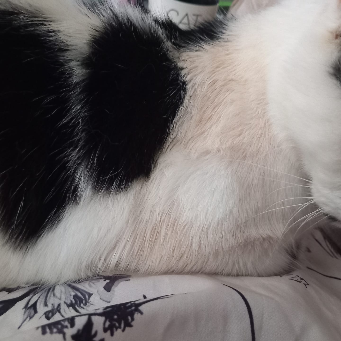 Customer photo review of Cat Spray