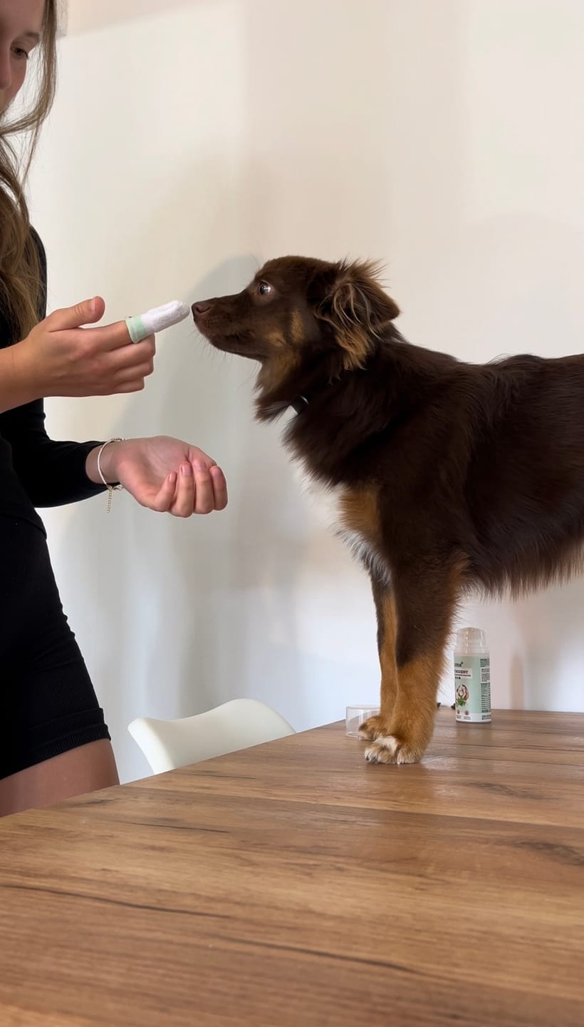 Customer photo review of Silberling: Antibakterieller Zahnpflege-Fingerling für Hunde mit Silberionen