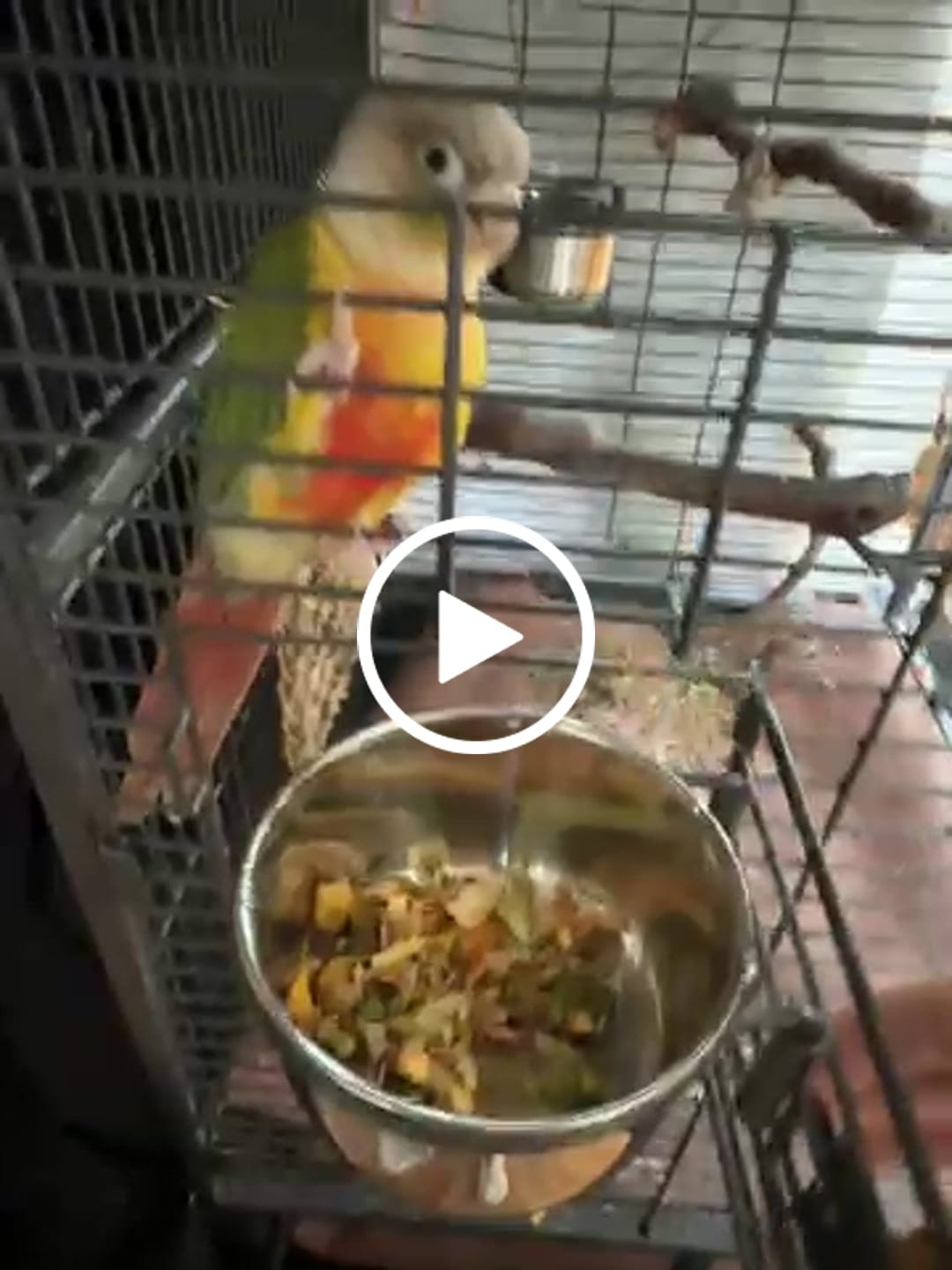 Customer video review of Bird Bites Freeze Dried Chop - Daily Fruits & Veggies, 5 Flavors to Choose From