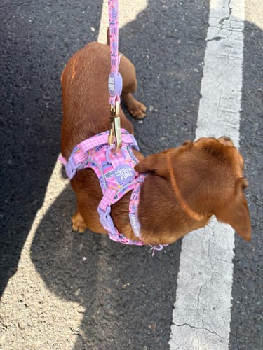 Customer photo review of Tough Trails™ Harness - Emily In Paris