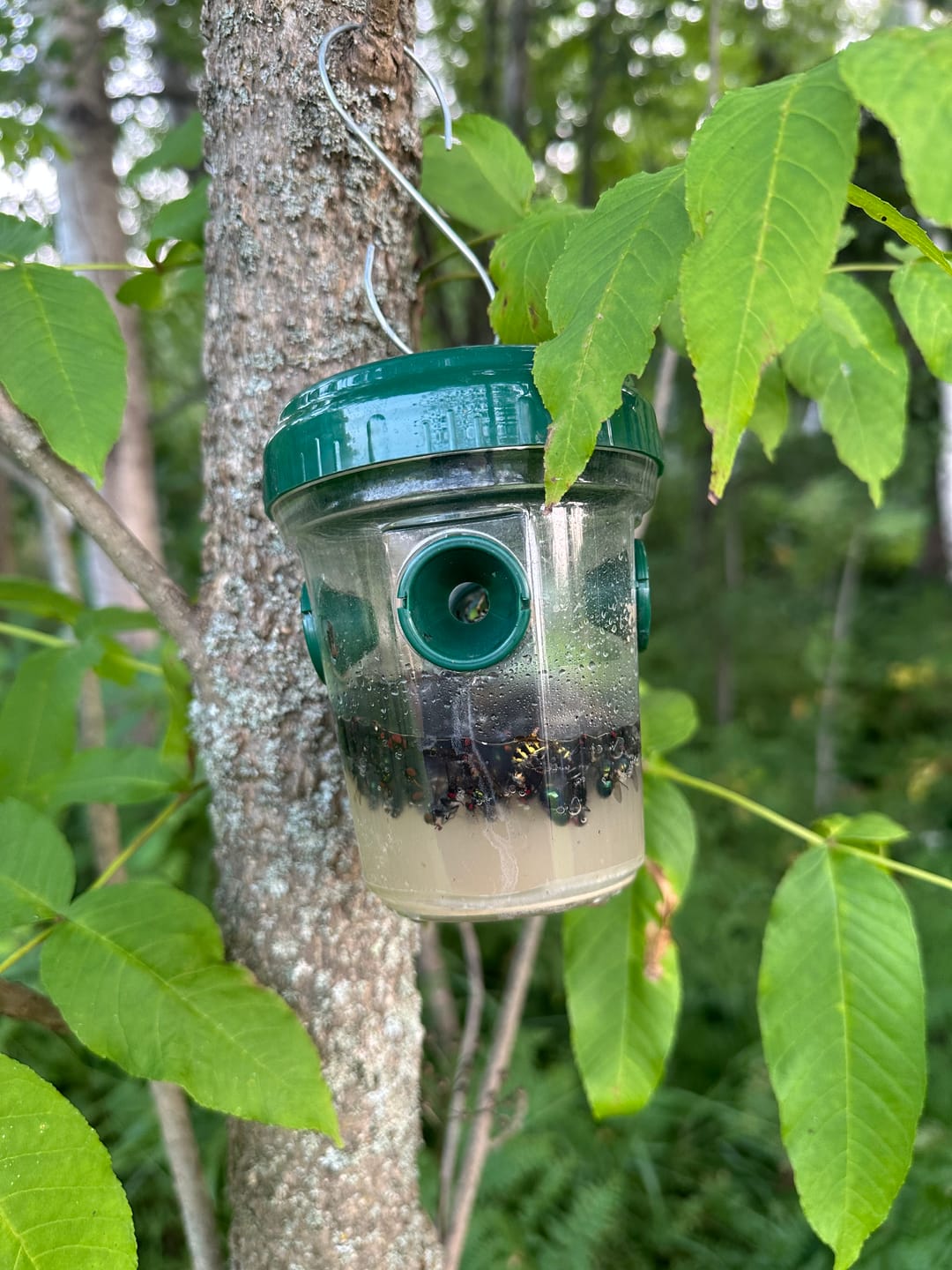 Customer photo review of Mosquito TNT 2.0