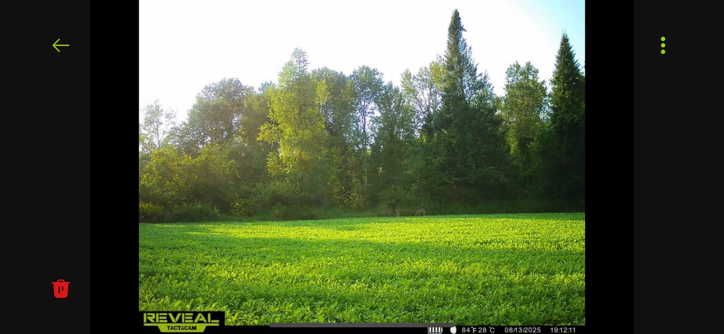 Customer photo review of Brassica Food Plot Seed Mix