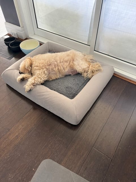 Customer photo review of Orthopaedic Memory Foam Dog Bed