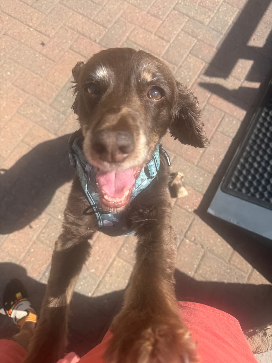 Customer photo review of 3-Click Tough Step-in Dog + Puppy Harness | Botanical Garden