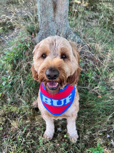 Customer photo review of Buffalo Knit Bandana – PRE-ORDER