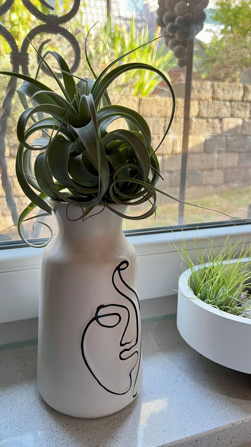 Customer photo review of Tillandsia xerographica 'Bonsai'