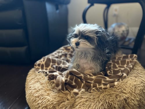 Custom Petslify plush reviewed by Jonathan R., handmade replica of their cat