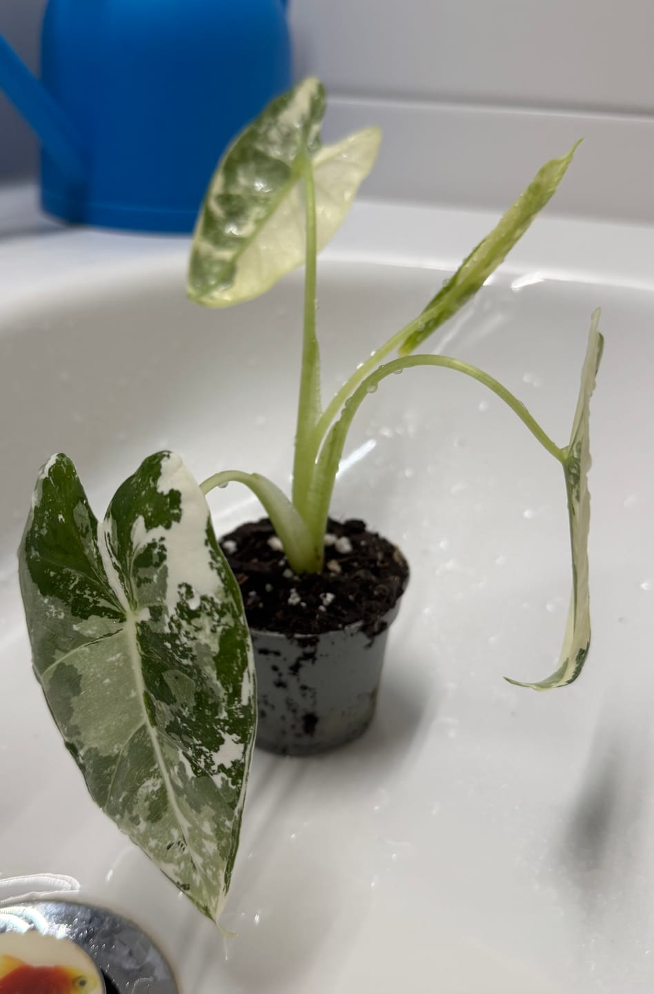 Customer photo review of ALOCASIA FRYDEK VARIEGATA