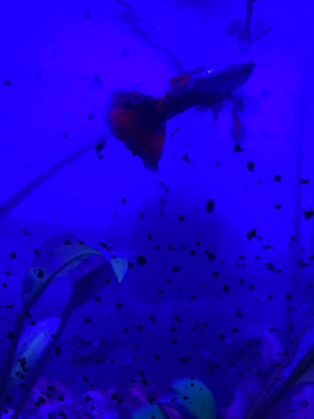 Customer photo review of Dumbo Red Tail Guppy Fish