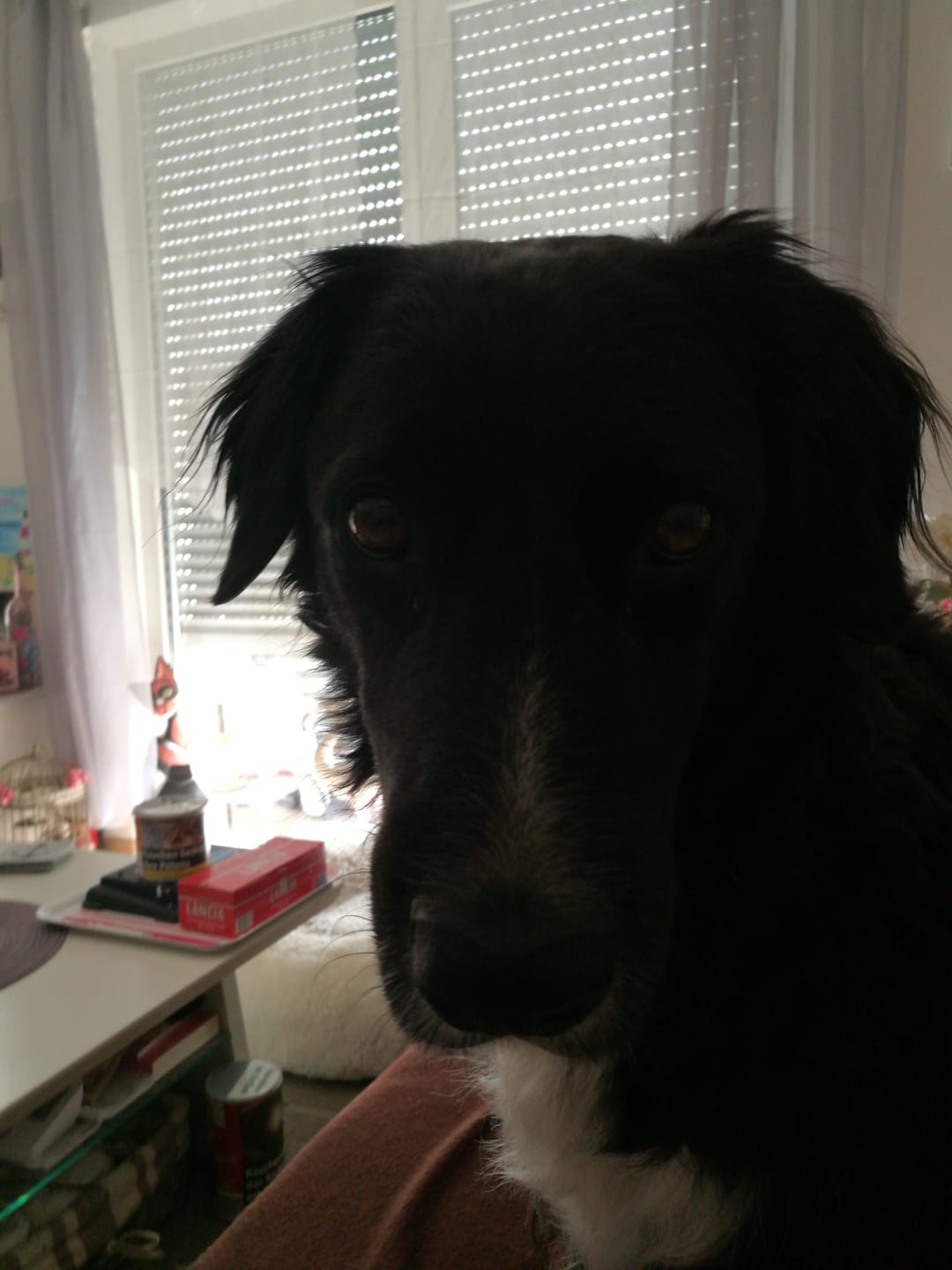 Customer photo review of Wohlfühltabs für Hunde bei Stress, Angst, Unruhe und Hyperaktivität