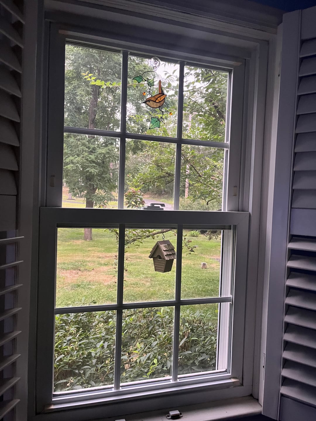 Customer photo review of Carolina Wren Bird