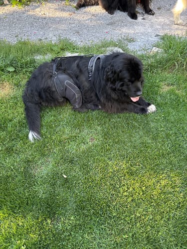 Customer photo review of Dual-Leg Hinged Knee Brace Harness for Dogs