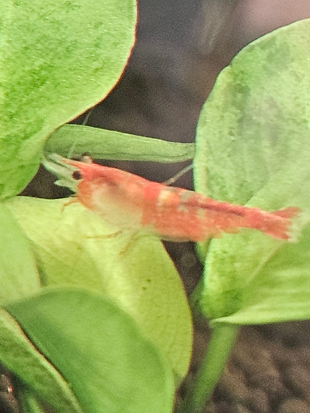 Customer photo review of Orange Rili Shrimp