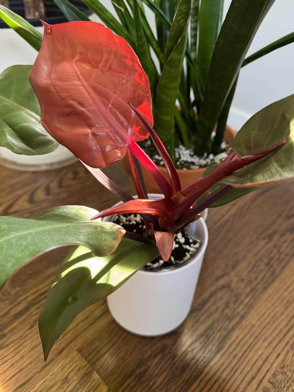 Customer photo review of Self-Watering Planter