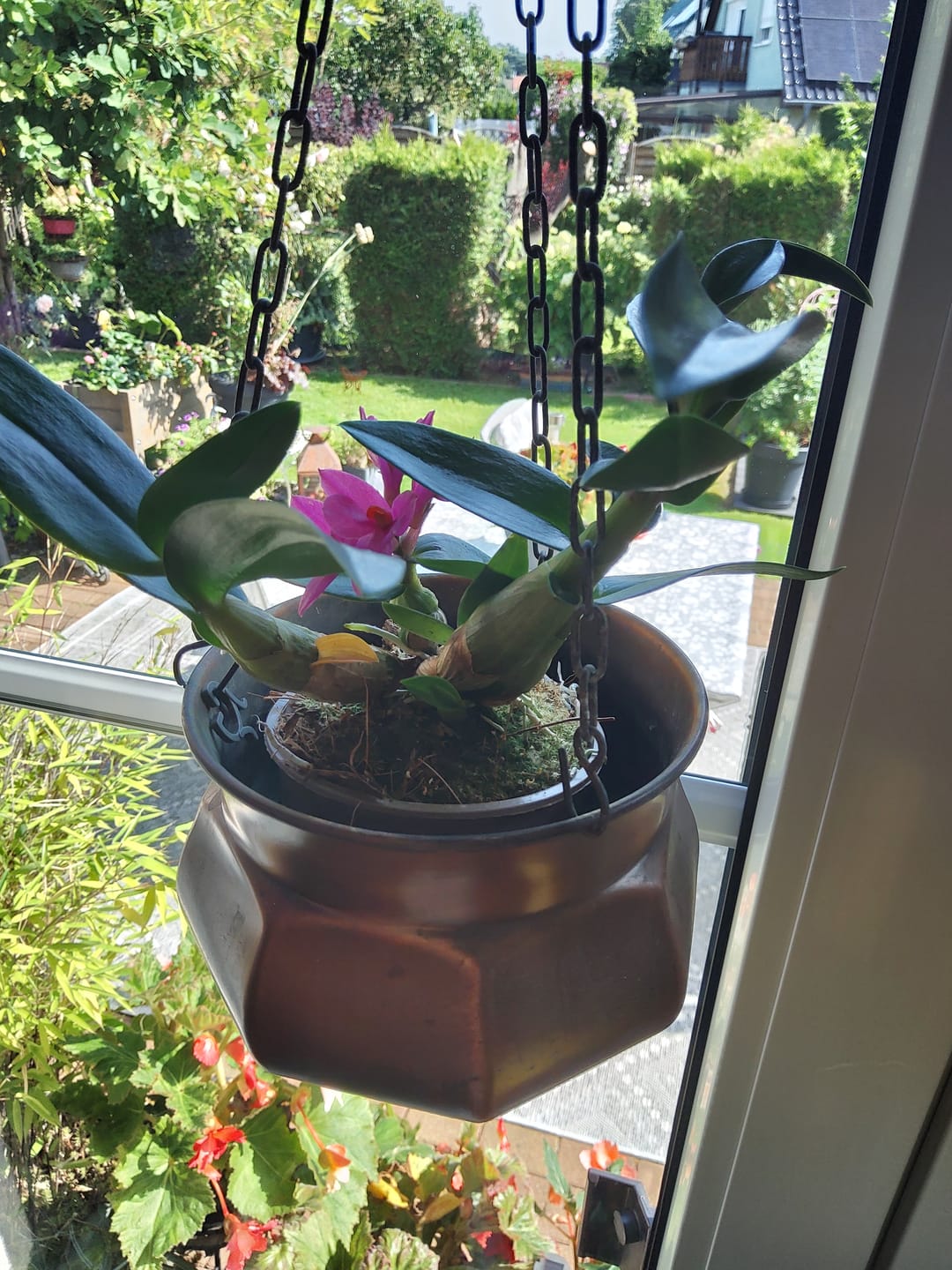 Customer photo review of Dendrobium Hibiki mit pinken Blüten