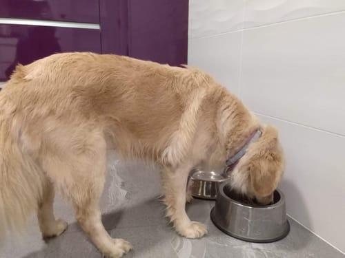 Customer photo review of Adult Diario