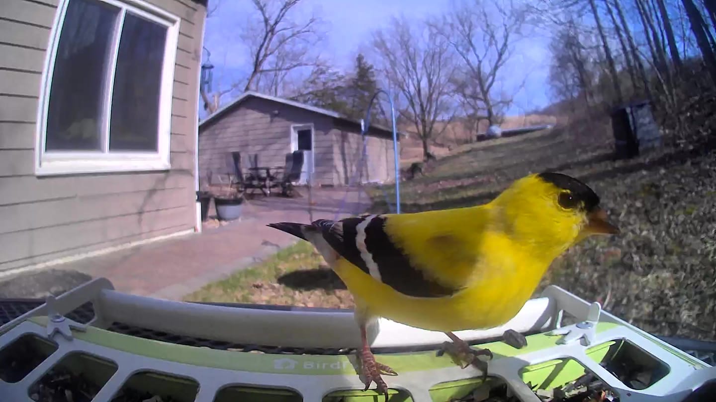 Customer photo review of Birdfy Feeder Metal - Smart Metal Feeder with Camera