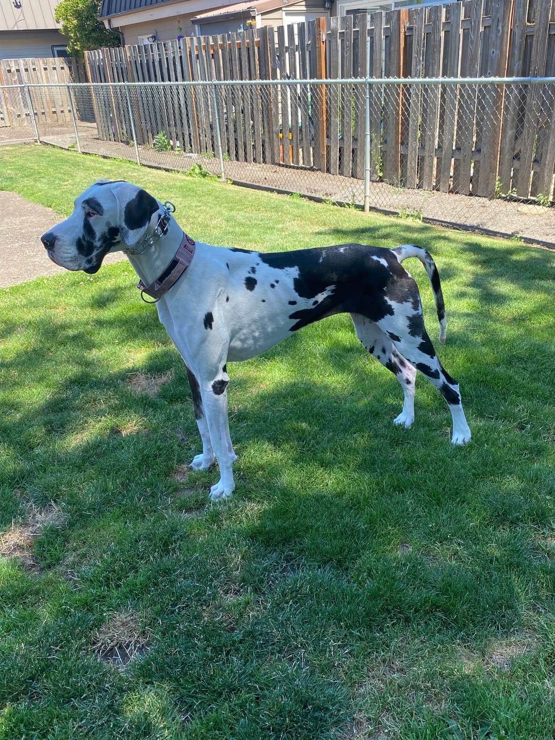 Customer photo review of Tacti Dog Leash - Grape