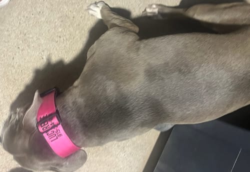 Customer photo review of Bully Proof Set Leash + Collar