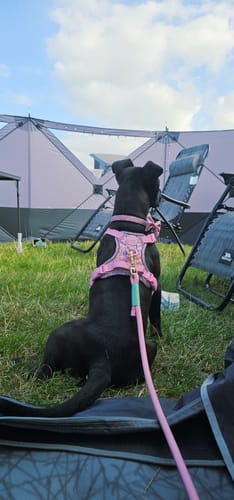 Customer photo review of Disney© Tough Trails™ Harness - Nala