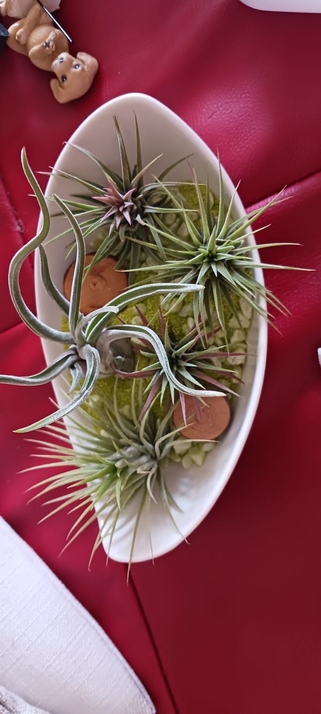 Customer photo review of Tillandsia ionantha 'Red Marble'