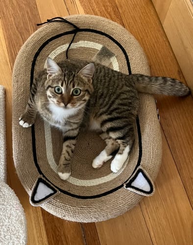 Customer photo review of Oversized Oval Sisal Cat Scratcher Lounge