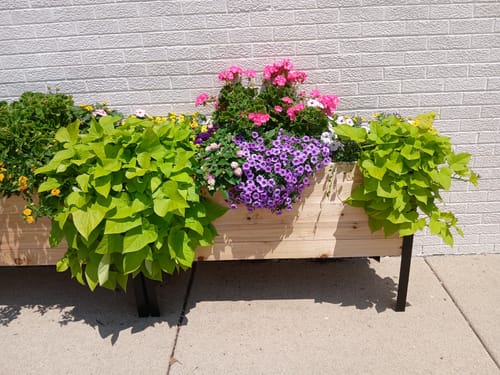 Customer photo review of 18" x 48" Raised Garden Bed - 30" TALL