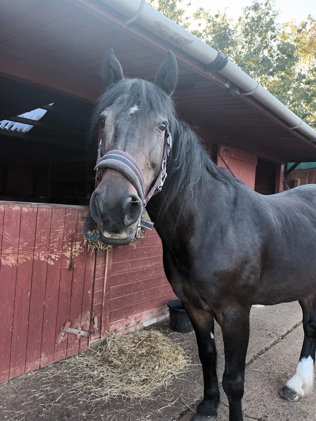 Customer photo review of Horse Spray