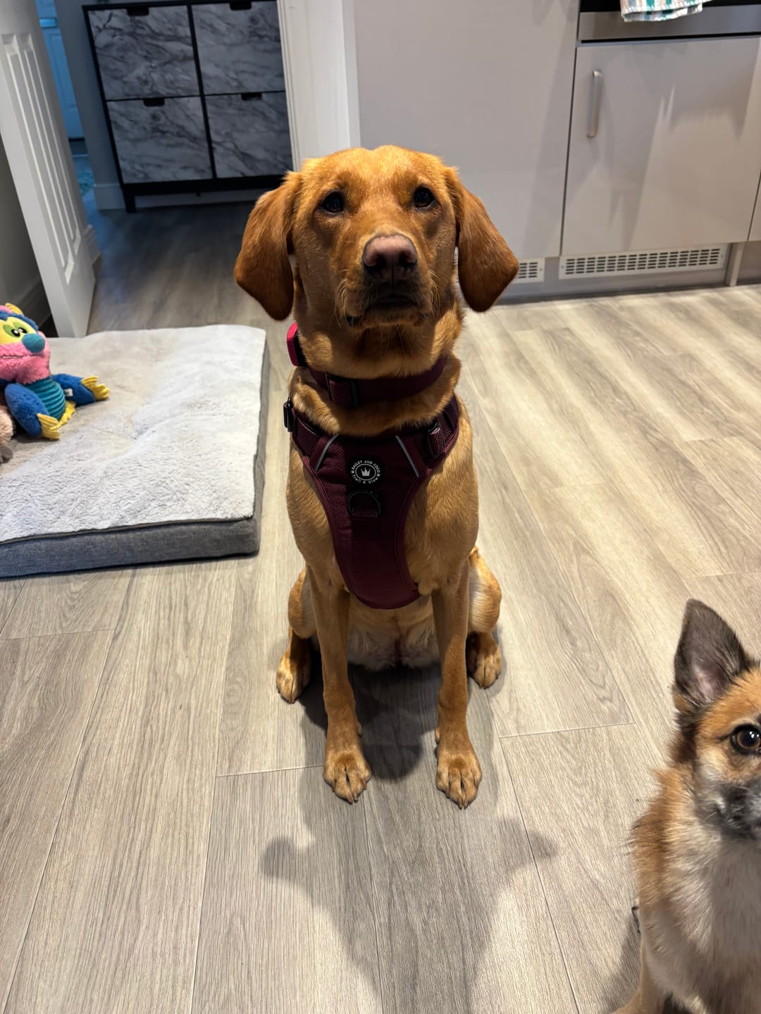 Customer photo review of Adjustable Collar - Mulberry Tweed