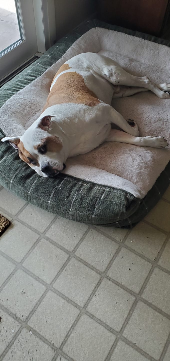 Customer photo review of KING KALM CBD 300mg - Large Pet Formula 45 to 65lbs