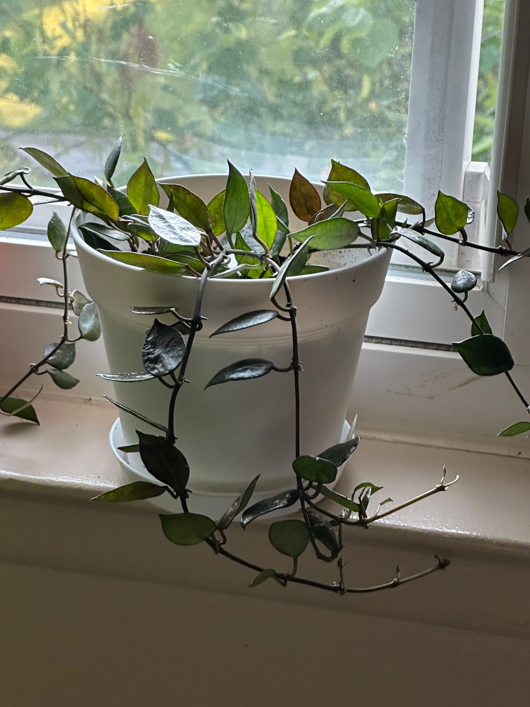 Customer photo review of Hoya krohniana 'Black'