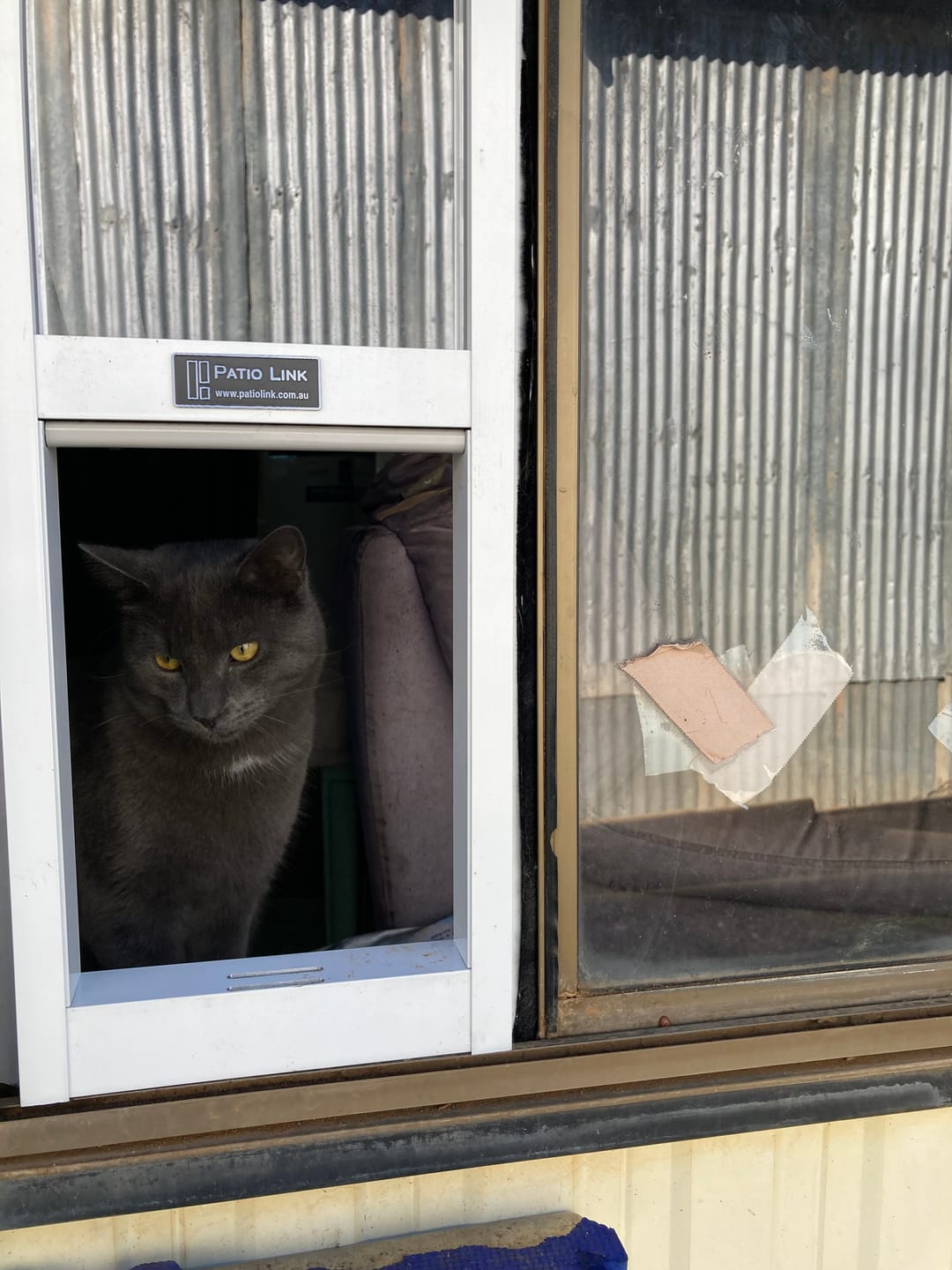 Customer photo review of Cat Door, Cat Window Insert