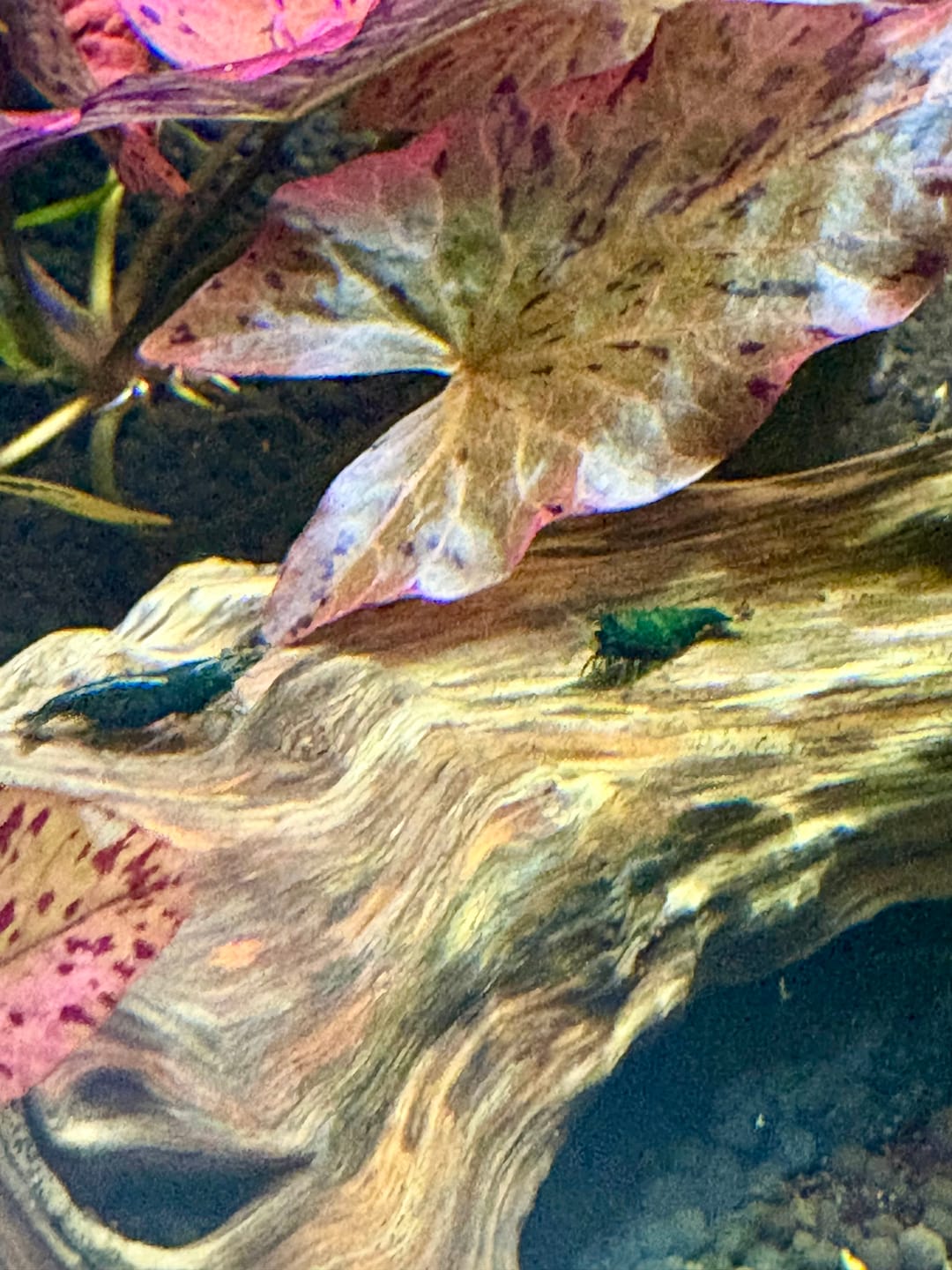Customer photo review of Green Jade Shrimp