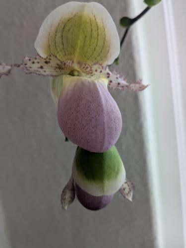Customer photo review of Frauenschuh Paphiopedilum Pinocchio mit grün-rosafarbener Blüte und 1 Rispe im 9cm Topf