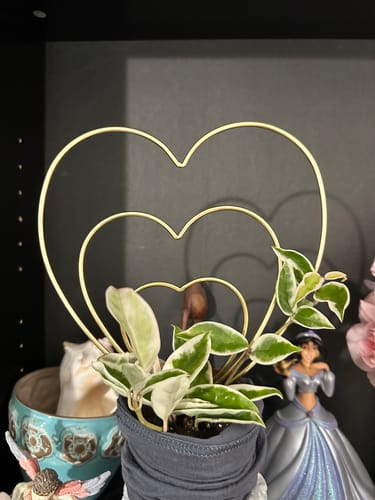 Customer photo review of Hoya carnosa albomarginata