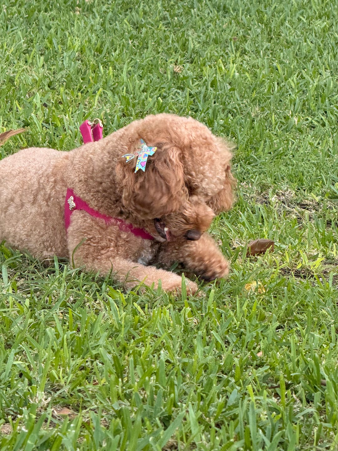 Customer photo review of Boneflex Harness Gold