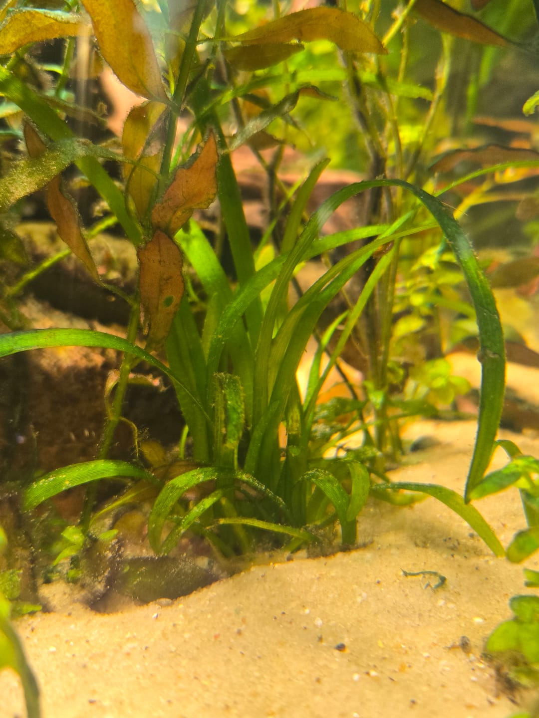 Customer photo review of Dwarf Sag (Sagittaria Subulata)