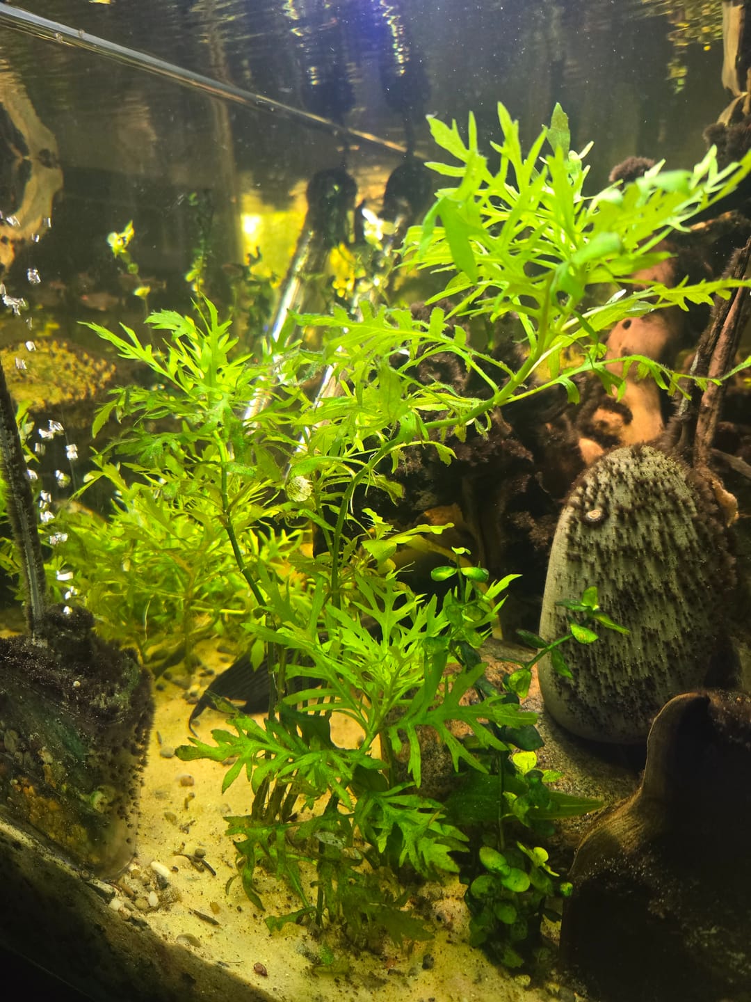 Customer photo review of Water Wisteria (Hygrophila difformis)