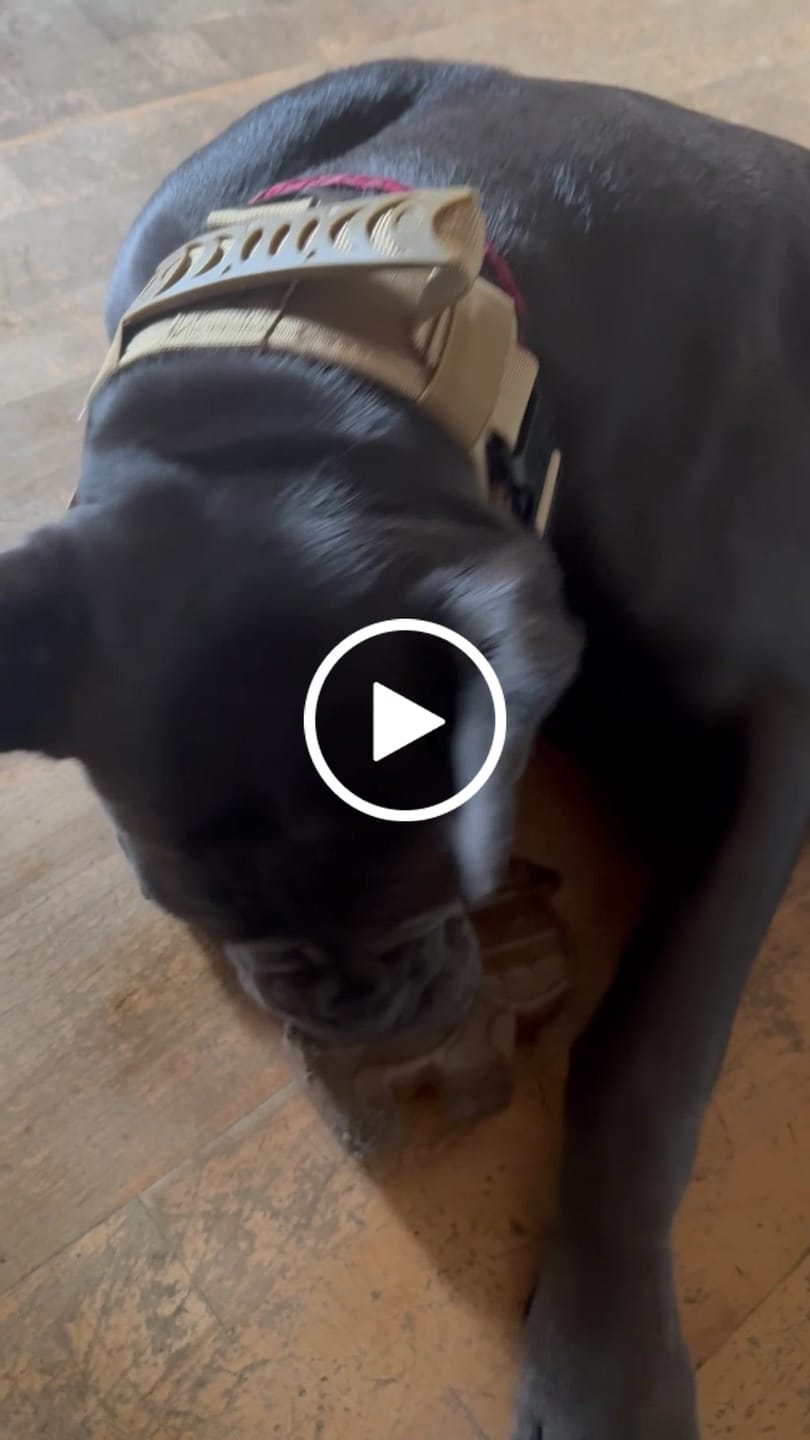 Customer video review of 2.5" ProGuard Collar