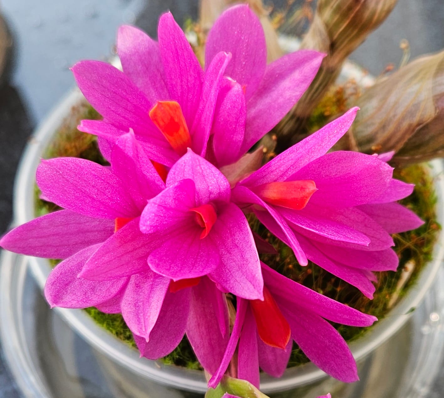 Customer photo review of Dendrobium Hibiki mit pinken Blüten