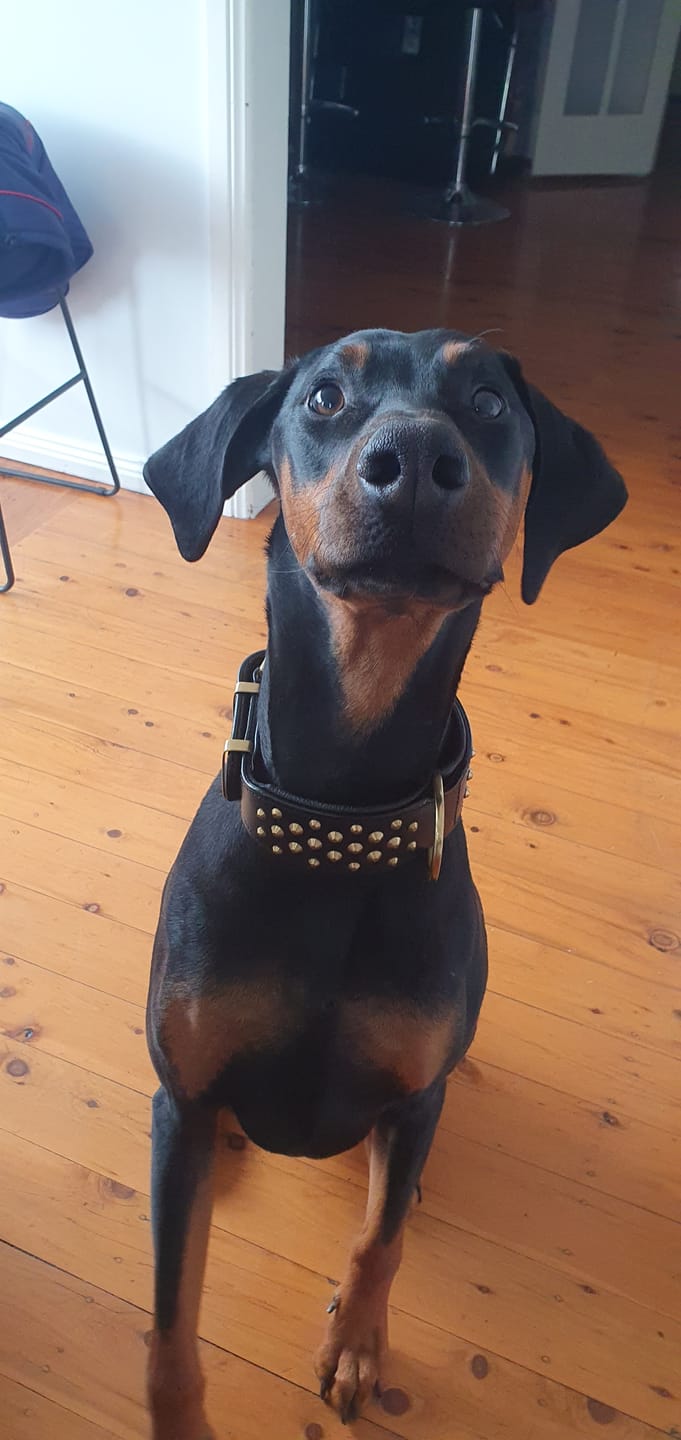 Customer photo review of Hand Made Leather Dog Collar - RuffNeck Black & Brass (Wide Fit)
