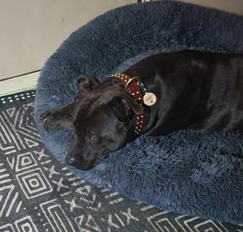 Customer photo review of Hand Made Leather Dog Collar- RuffNeck Cherry & Brass (Regular Fit)